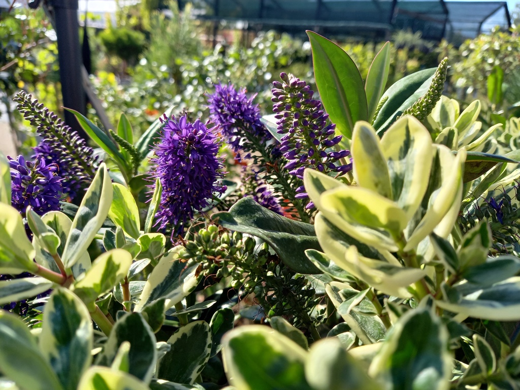 Plant (1).jpg